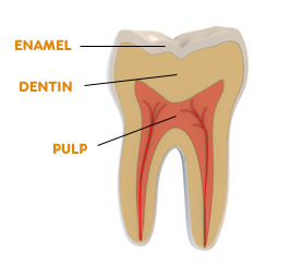 Tooth Diagram