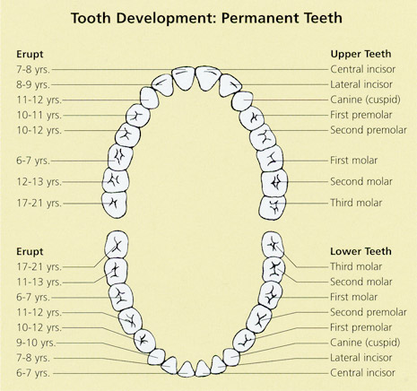 Tooth Development Chart